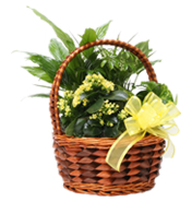 Loja de Flores - Entrega de Flores - Floristas Online - Cestas de Flores - Cesta de Plantas Solarenga