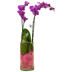 Loja de Flores - Entrega de Flores - Floristas Online - Nascimento - Orquídea Phalaenopsis com Embrulho